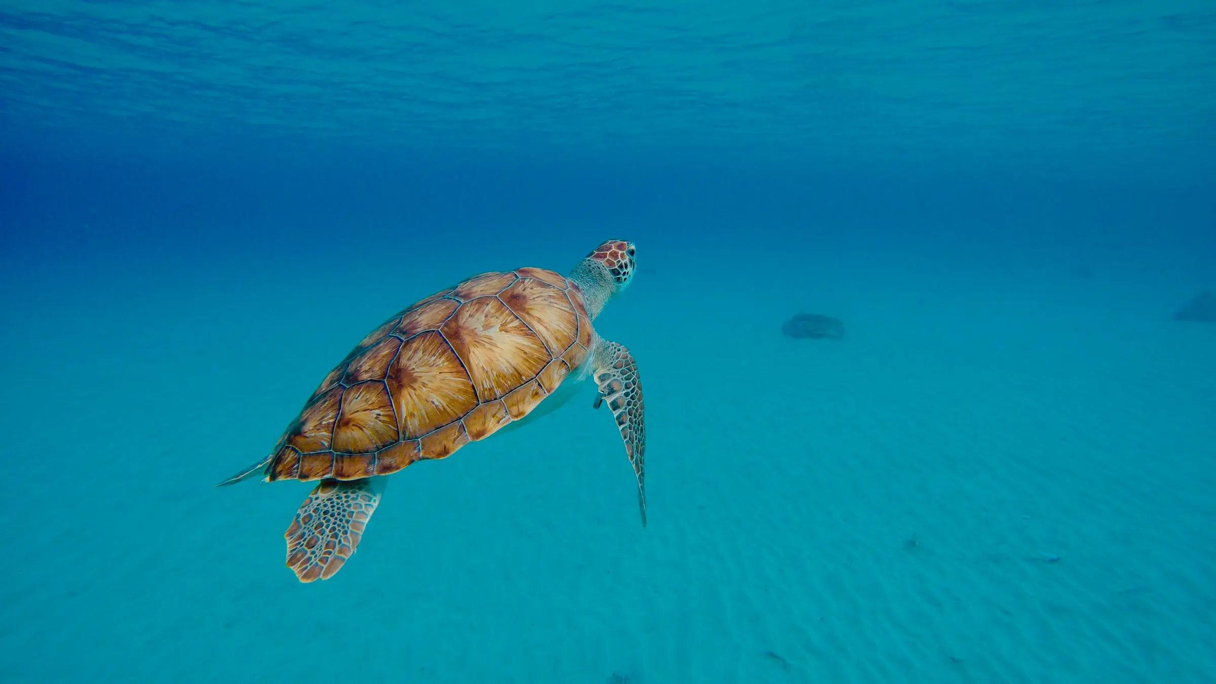 Sea turtle swimming gracefully underwater in clear blue ocean in the Caribbean.