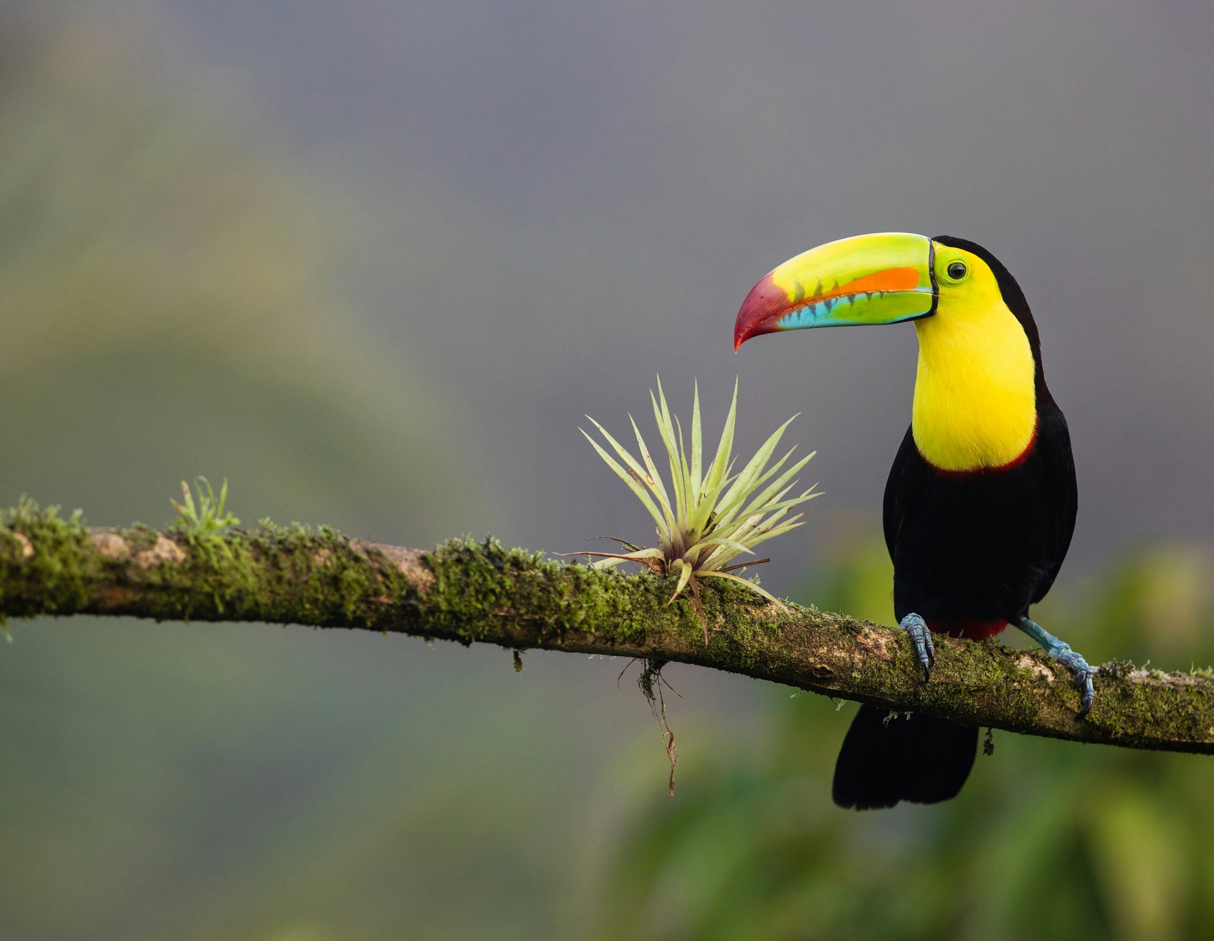 Toucan perched on a moss-covered branch with vibrant keelah, displaying its colorful beak, surrounded by lush greenery.