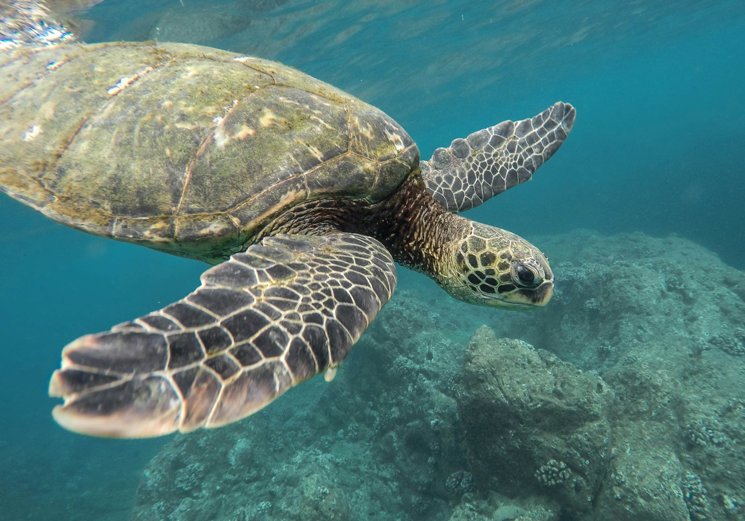 Sea turtle swimming underwater in clear blue ocean near rocky coral reef.
