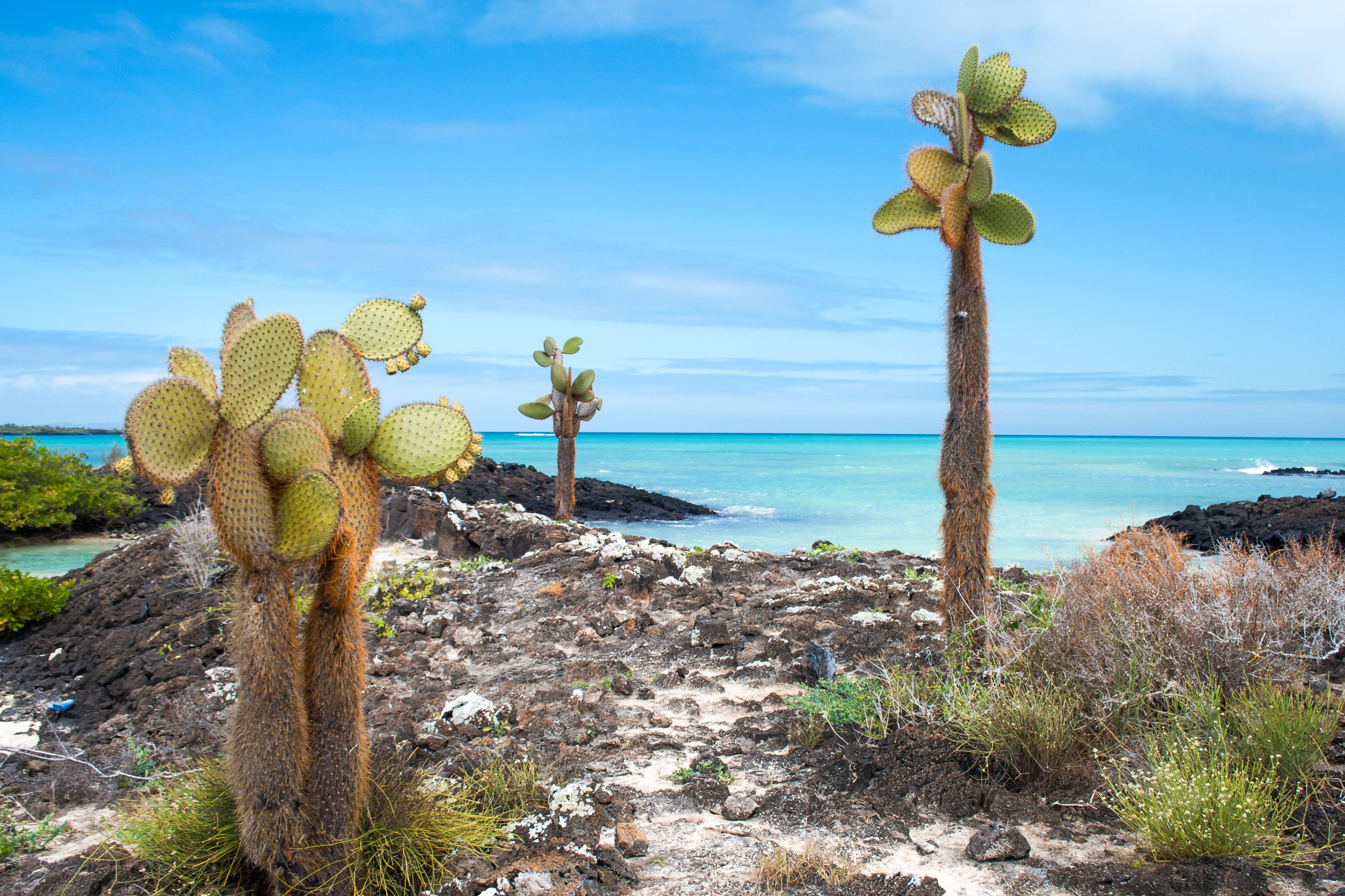 Kaktusar vid stranden med turkost hav och blå himmel i Galapagosöarna