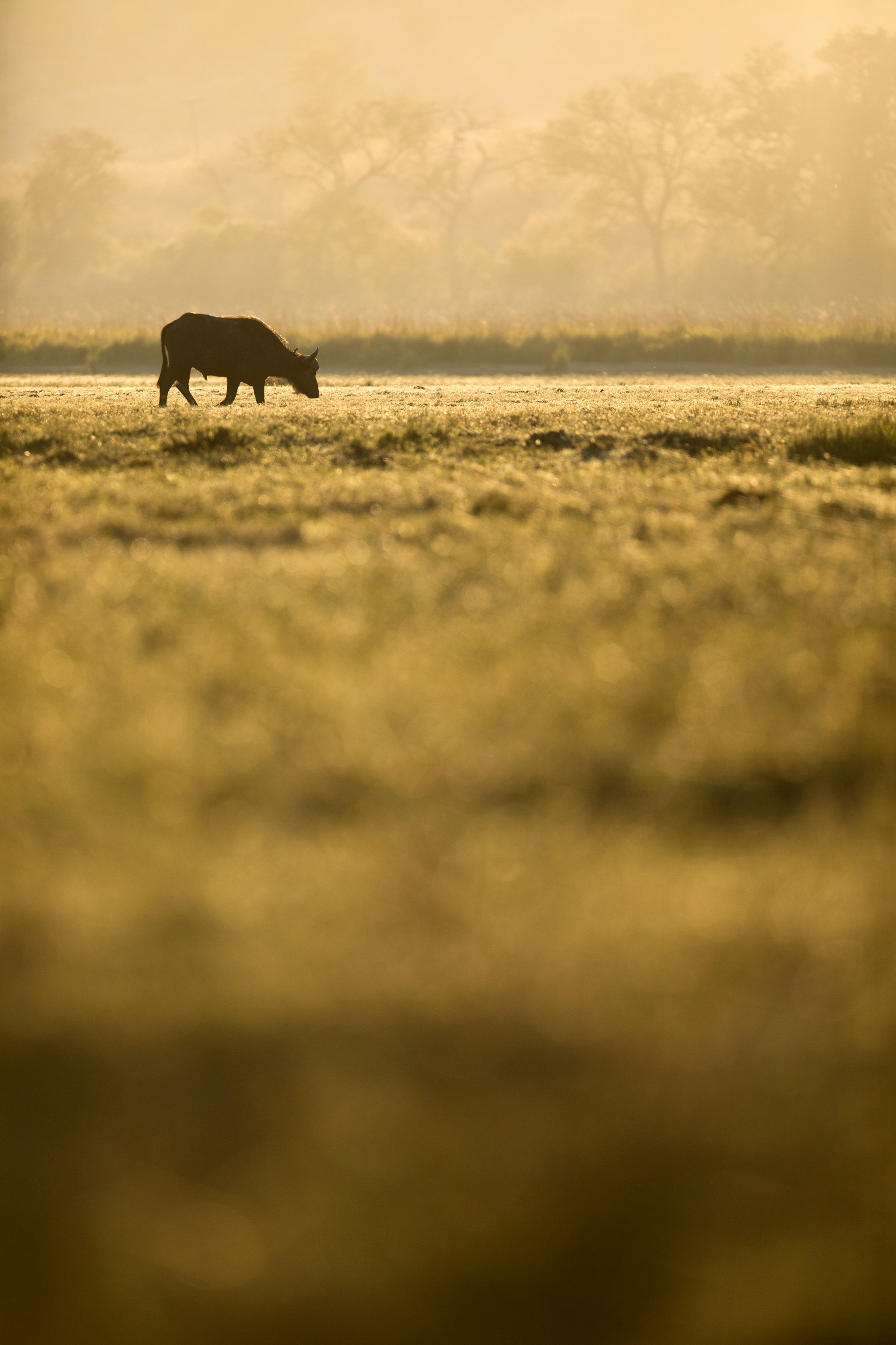 Gnu som betar på savannen i solnedgången, med dimmig bakgrund och träd i fjärran