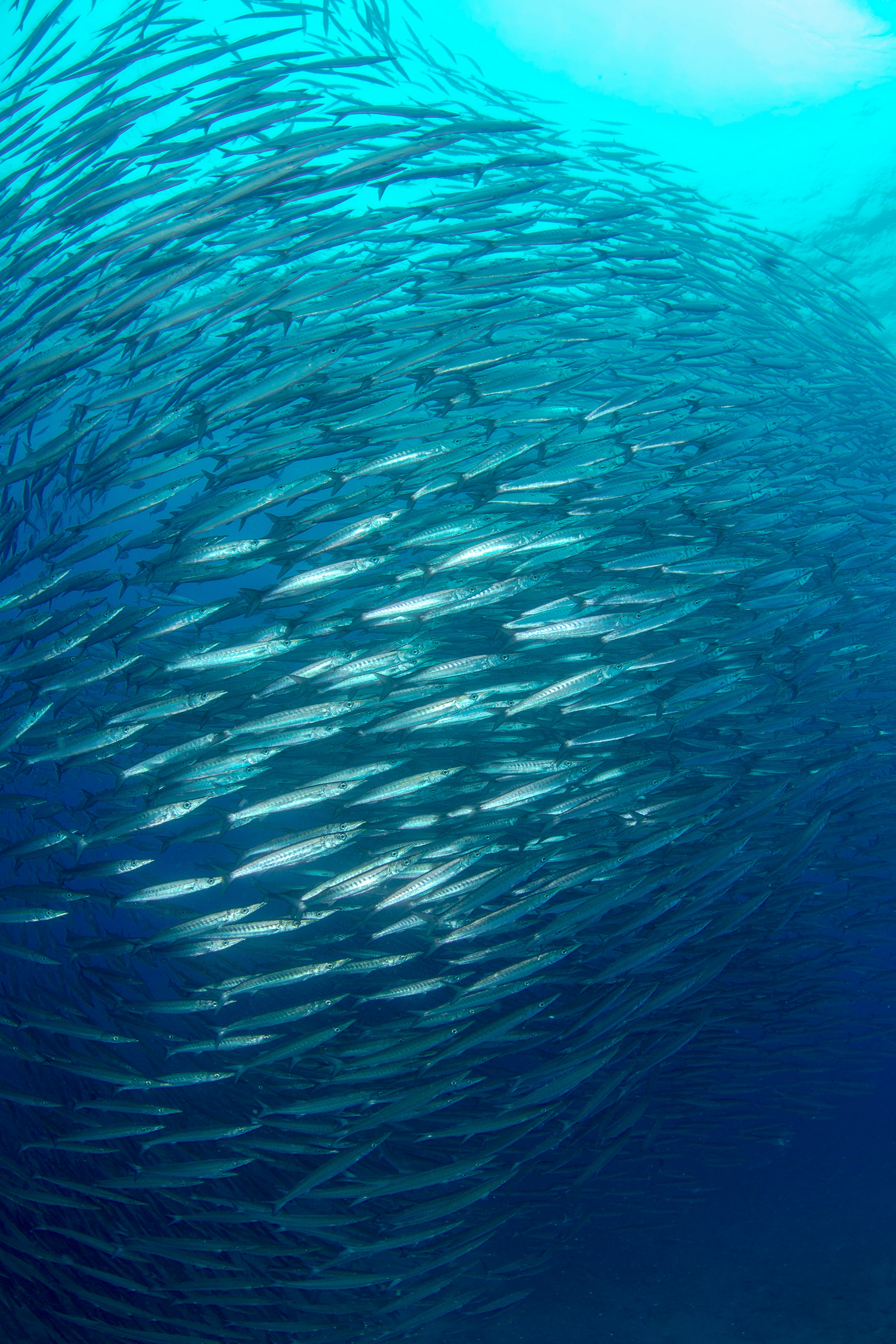 Kalaparvi syvänsinisessä vedessä, kalat uivat tiiviisti yhdessä muodostaen kiekkomaista kuviota