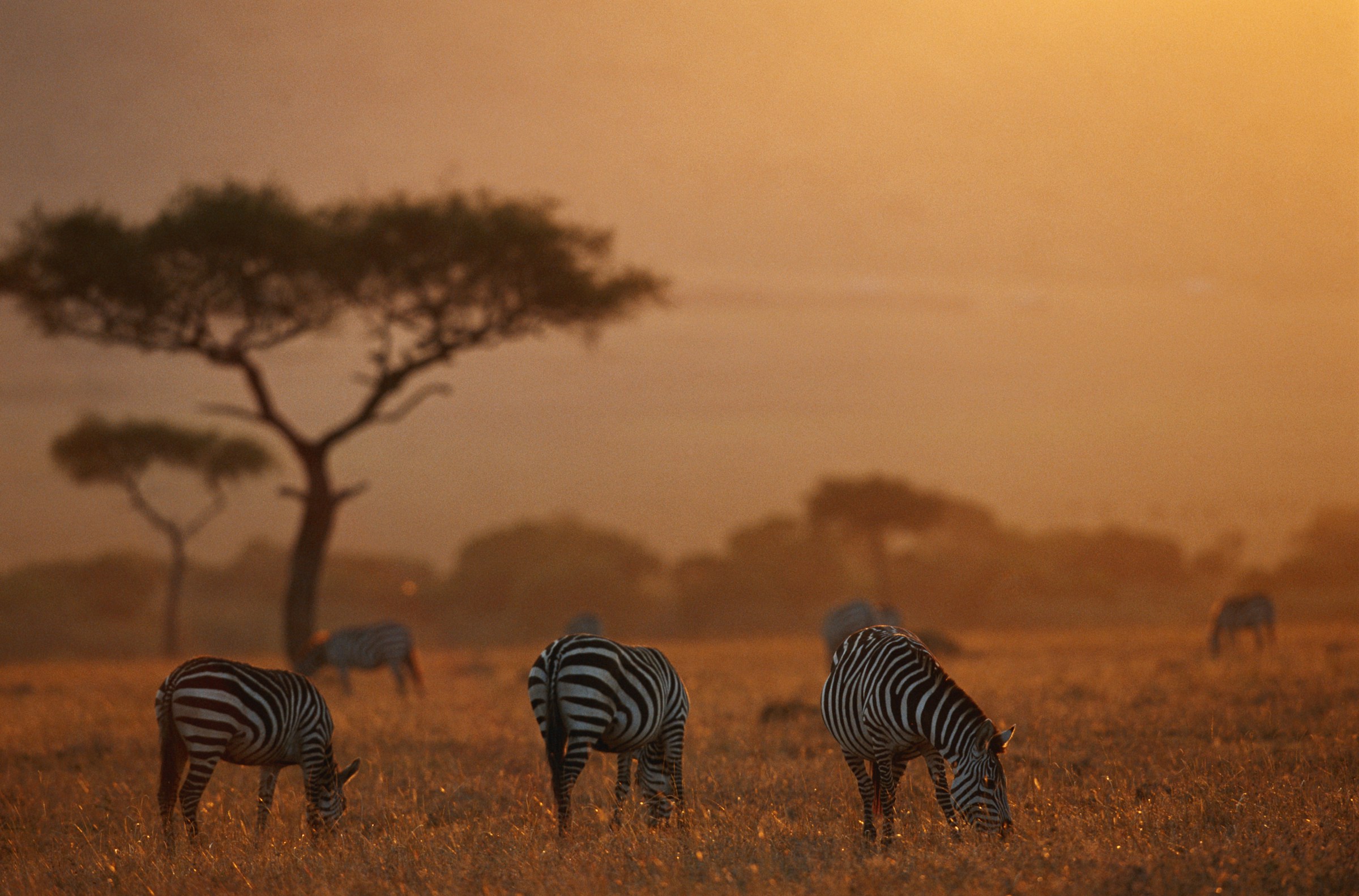 Zebras grazing on a savanna at sunset with acacia trees silhouetted in the background