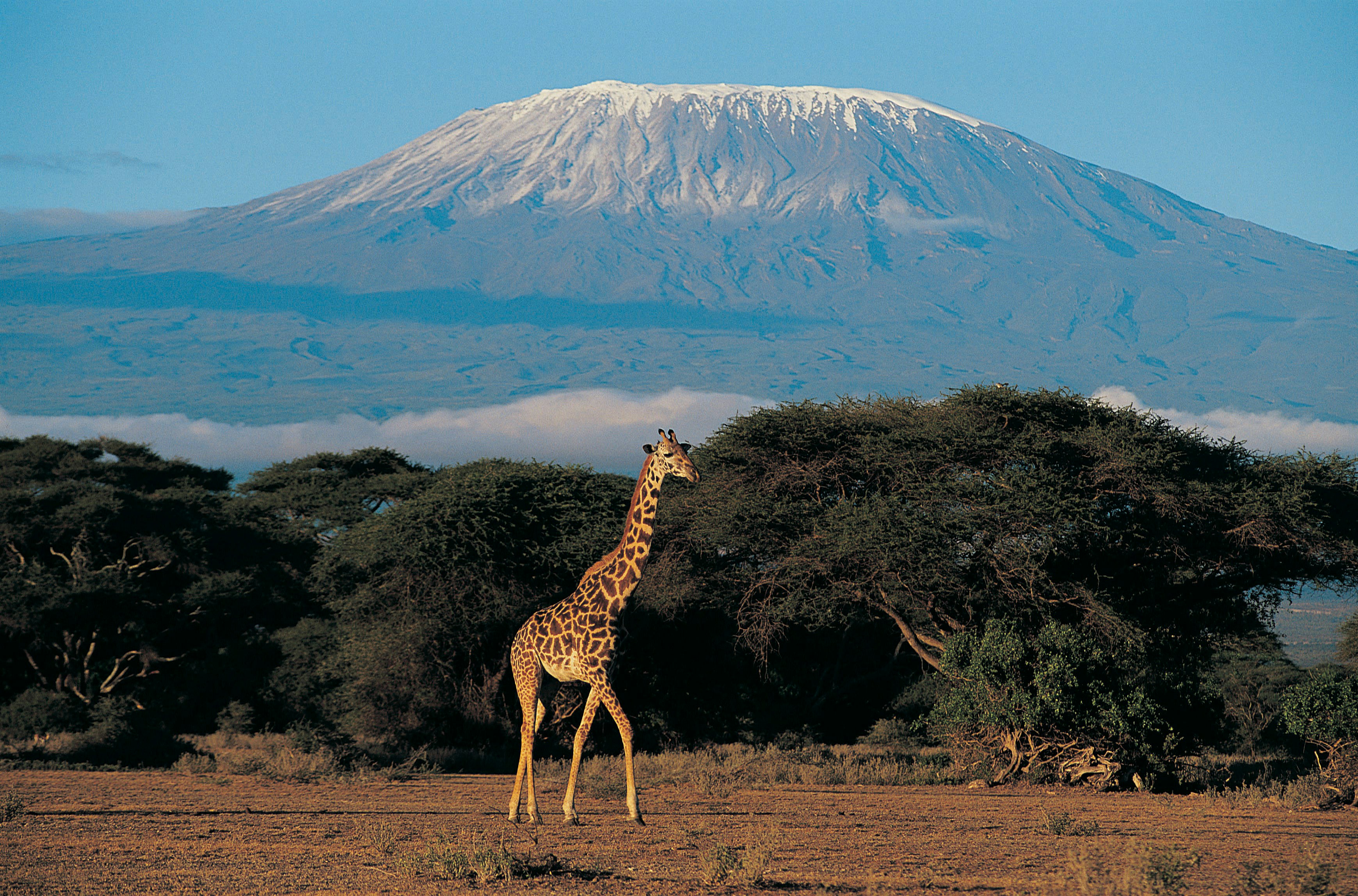 Giraff som står i den afrikanska savannen med berg Kilimanjaro i bakgrunden