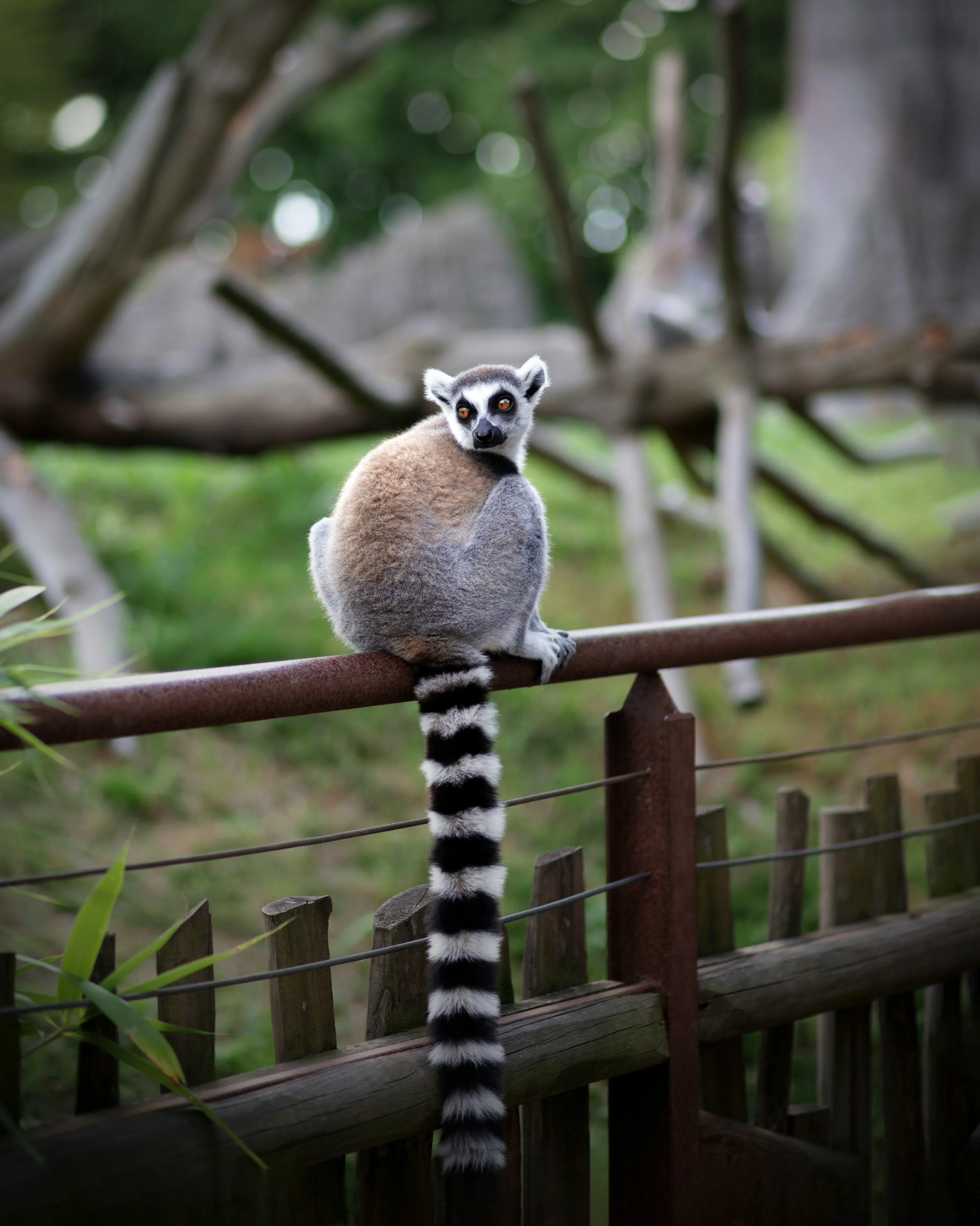 Ring-tailed lemur sitting on a fence in a lush, green natural habitat