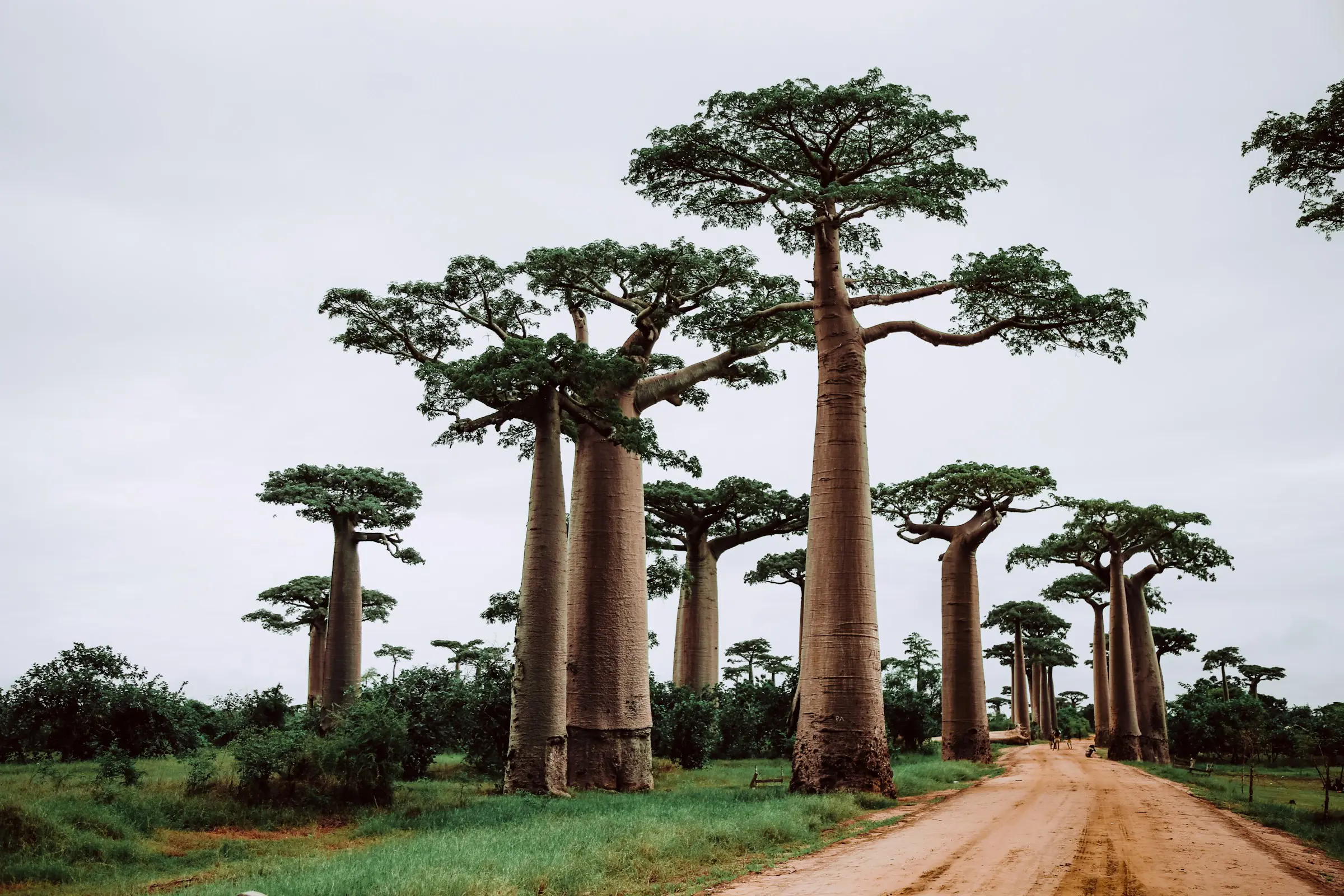 Majestic baobab trees lining a dirt road under a cloudy sky in Madagascar's Avenue of the Baobabs
