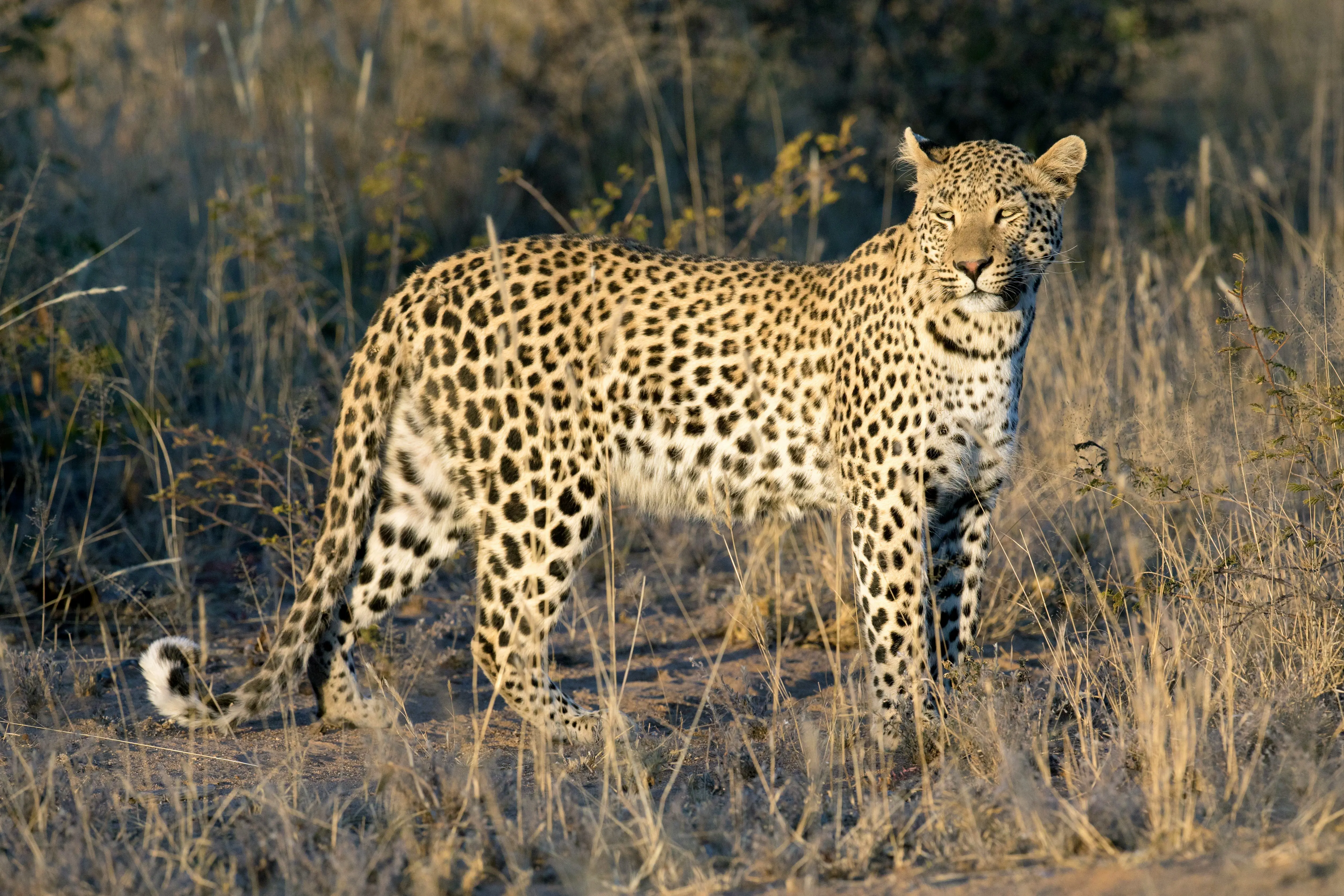 Leopard som står i högt gräs i ett savannlandskap och visar upp sin karakteristiska fläckiga päls under naturligt solljus