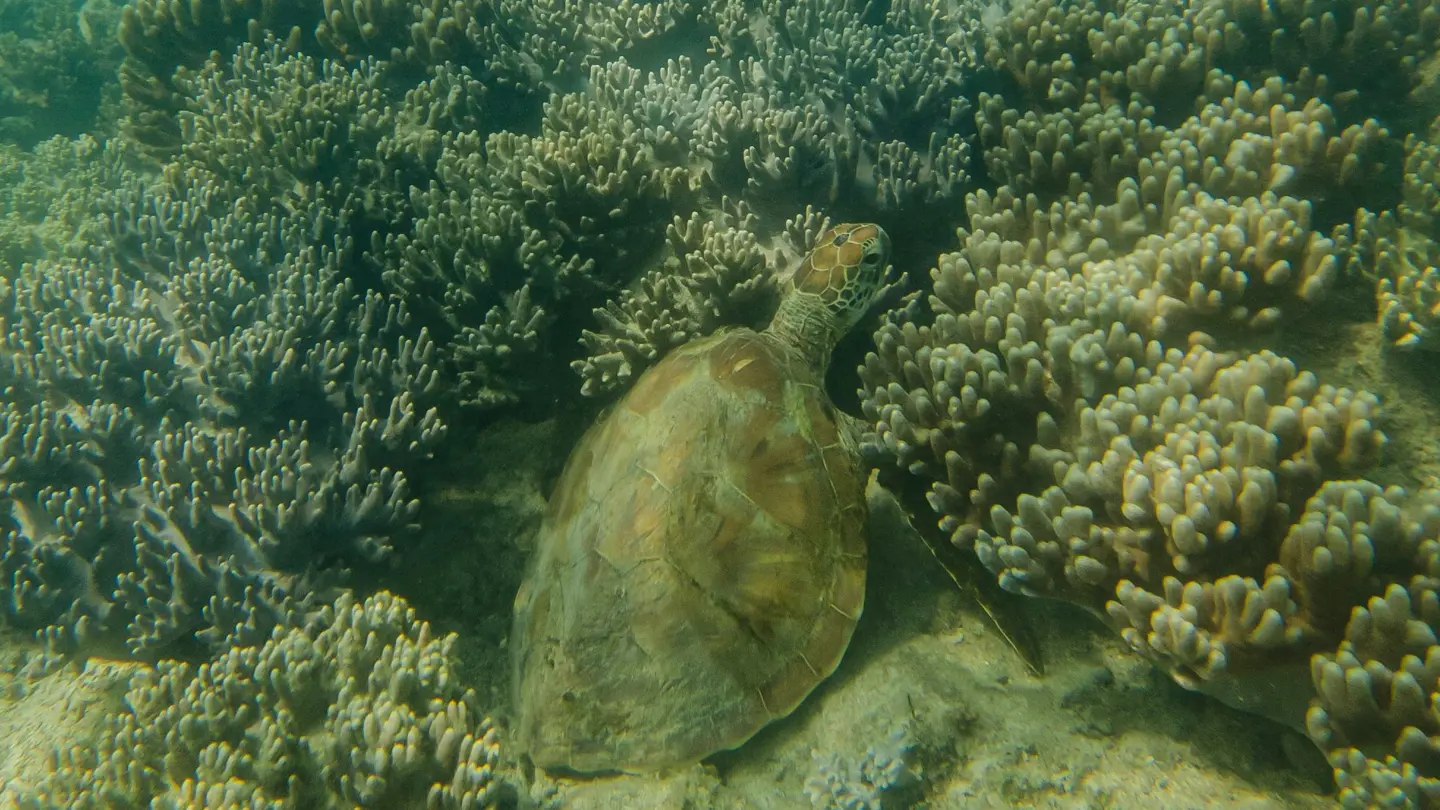 Travel To Mauritius Everything For Your Trip FOREX travel-to-mauritius-everything-for-your-trip-forex