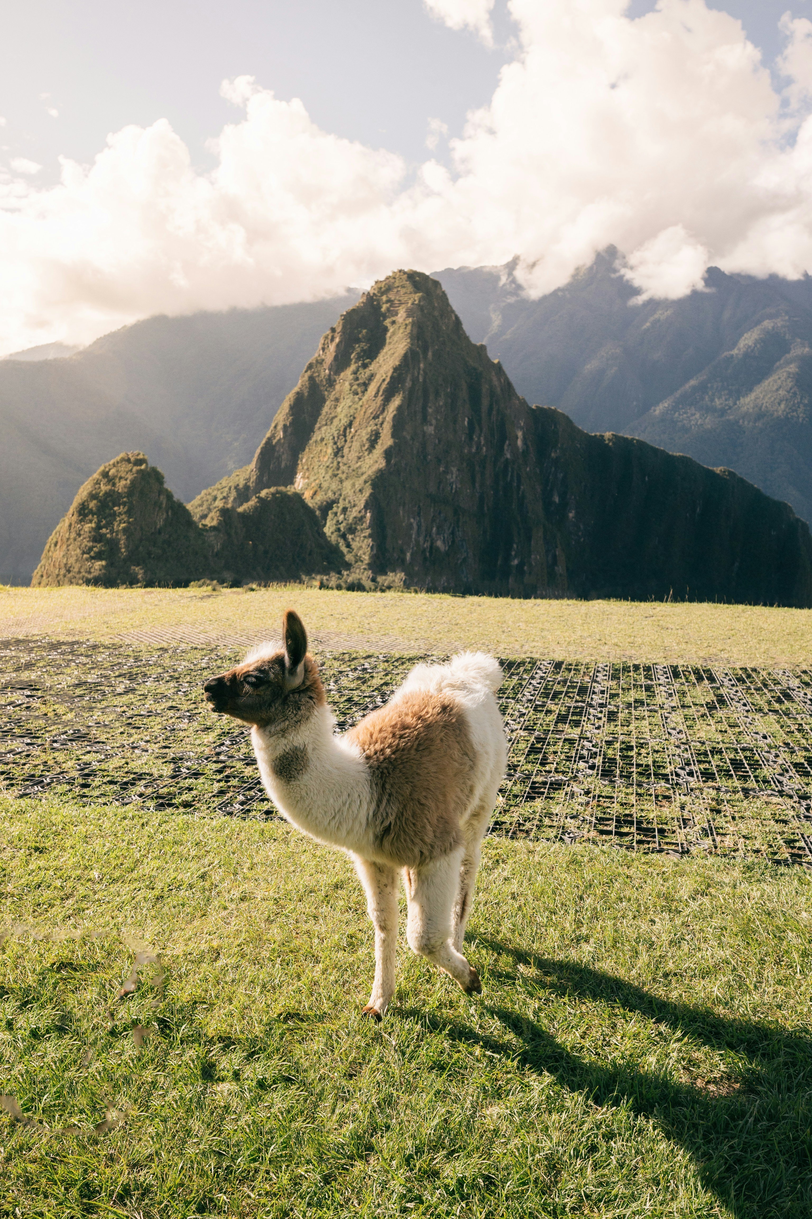 Young llama standing on grassy terrain with the scenic backdrop of Machu Picchu in Peru, under a cloudy sky