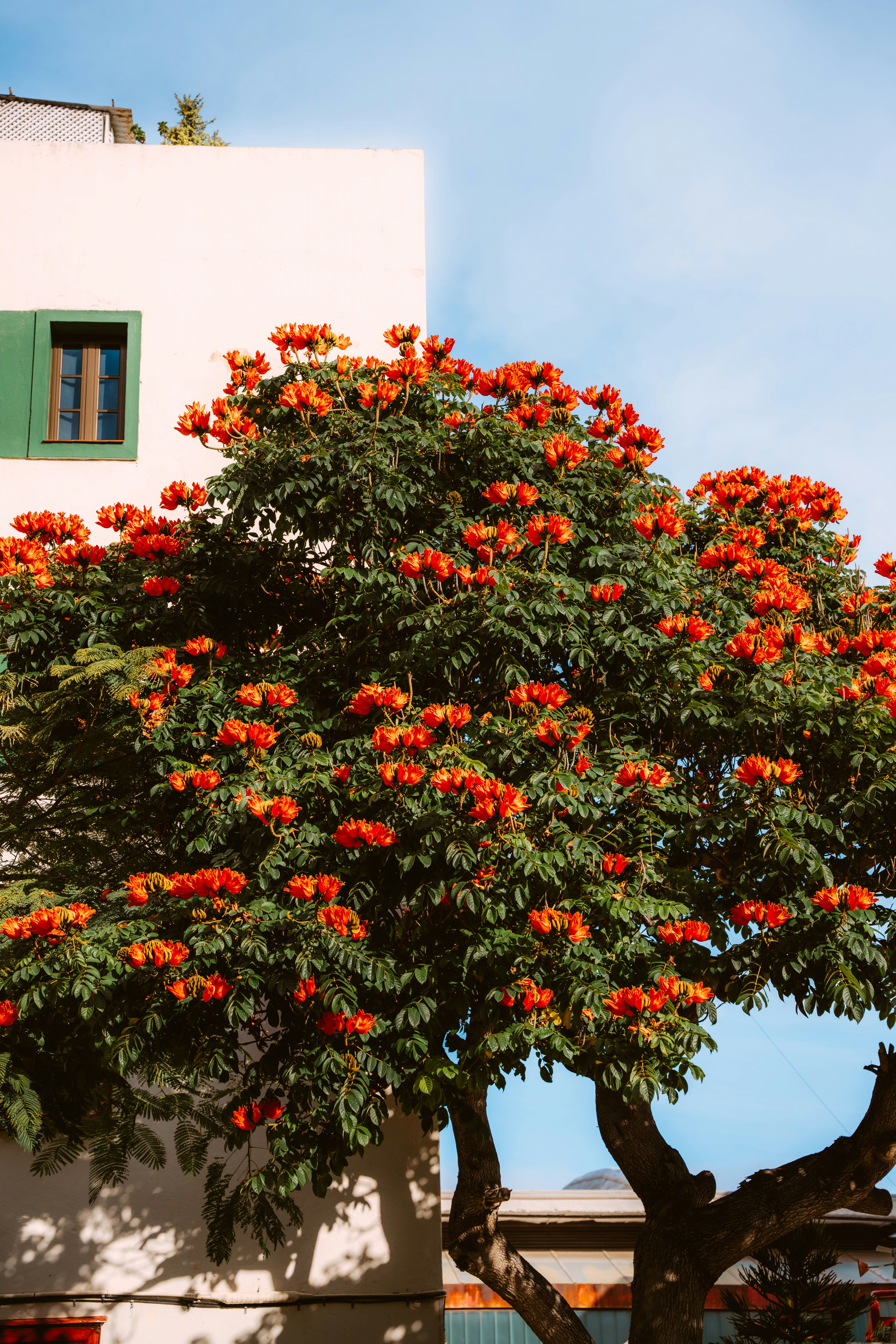 Vibrant African tulip tree with orange blossoms next to a white building under a clear blue sky